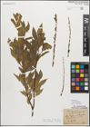 Foto von Salix myrsinifolia Salisb.